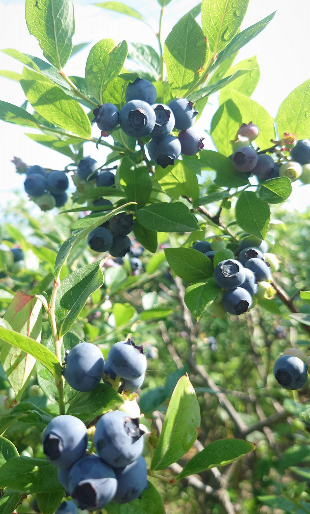 採れたて！　生ブルーベリー　波動ベリー　完全無農薬　　贈答用　